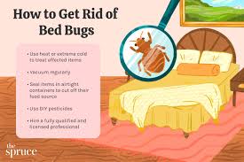 Image result for bed bugs