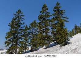 Attēlu rezultāti vaicājumam “Abies mariesii”