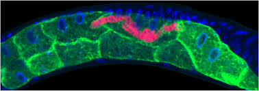 Attēlu rezultāti vaicājumam “Comatricha elegans var. microspora macro”