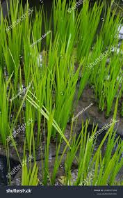 Attēlu rezultāti vaicājumam “Acorus calamus leaf”