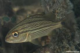 Image result for Haemulon carbonarium