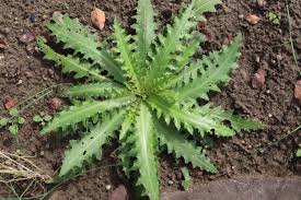 Image result for Alpendistel