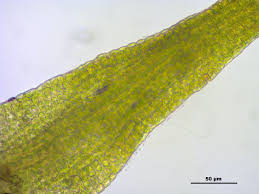 Attēlu rezultāti vaicājumam “Didymodon rigidulus”