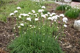 Image result for Grasnelke