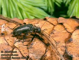 Attēlu rezultāti vaicājumam “Cortodera femorata”