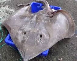 Image result for Dipturus batis