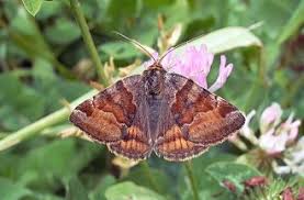 Attēlu rezultāti vaicājumam “Euclidia glyphica”