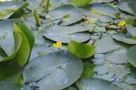 Image result for Seekanne