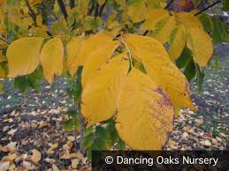 Attēlu rezultāti vaicājumam “Cladrastis kentukea leaf”