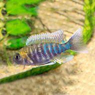 Risultati immagini per cynotilapia pulpican