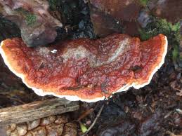 Attēlu rezultāti vaicājumam “Heterobasidion parviporum”