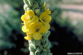 Attēlu rezultāti vaicājumam “Verbascum thapsus bud”
