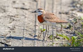 Image result for Charadrius asiaticus