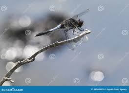 Attēlu rezultāti vaicājumam “Leucorrhinia caudalis male”