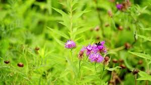 Attēlu rezultāti vaicājumam “Centaurea jacea flower”