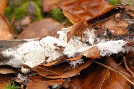 Attēlu rezultāti vaicājumam “Trechispora mollusca”