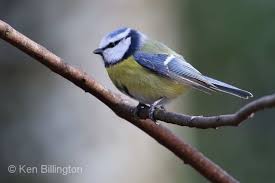 Image result for Cyanistes caeruleus