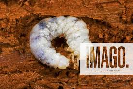 Attēlu rezultāti vaicājumam “Ceruchus chrysomelinus imago”