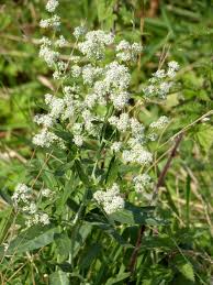 Attēlu rezultāti vaicājumam “Lepidium latifolium leaf”
