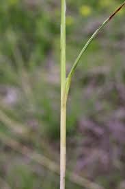 Attēlu rezultāti vaicājumam “Carex lepidocarpa”