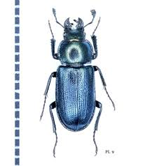 Attēlu rezultāti vaicājumam “Platycerus caraboides”