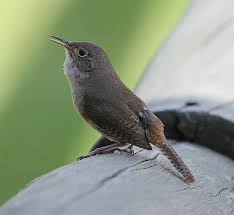 Attēlu rezultāti vaicājumam “Troglodytes troglodytes”