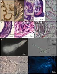 Attēlu rezultāti vaicājumam “Polypogon tentacularius male”