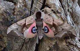 Attēlu rezultāti vaicājumam “Smerinthus ocellata”