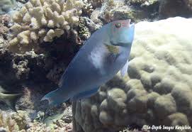 Image result for Calotomus carolinus