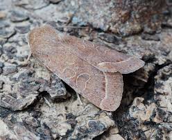 Attēlu rezultāti vaicājumam “Orthosia cerasi”