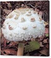 Attēlu rezultāti vaicājumam “Macrolepiota rhacodes”