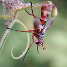 Attēlu rezultāti vaicājumam “Cribraria rubiginosa macro”