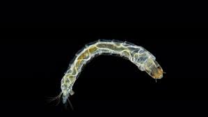 Attēlu rezultāti vaicājumam “Chironomidae larva”