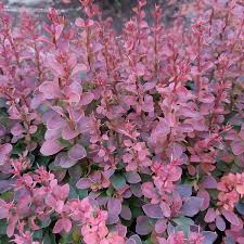 Attēlu rezultāti vaicājumam “Berberis thunbergii”