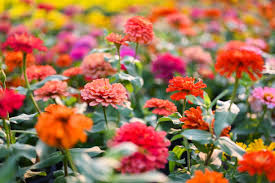 Image result for Zinnia violacea