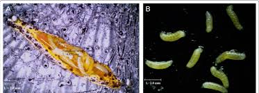 Attēlu rezultāti vaicājumam “Pieris brassicae larva”