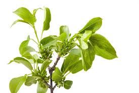 Attēlu rezultāti vaicājumam “Frangula alnus bud”