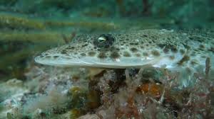 Image result for Platycephalus speculator