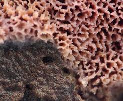 Attēlu rezultāti vaicājumam “Ceriporia excelsa”