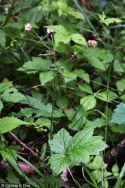 Attēlu rezultāti vaicājumam “Geum rivale leaf”