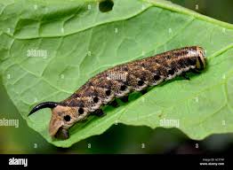 Attēlu rezultāti vaicājumam “Agrius convolvuli”