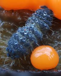 Attēlu rezultāti vaicājumam “Didymium serpula macro”