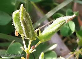 Attēlu rezultāti vaicājumam “Oxalis corniculata fruit”