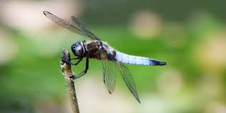 Attēlu rezultāti vaicājumam “Libellula fulva male”