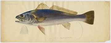 Image result for Argyrosomus coronus