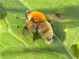 Attēlu rezultāti vaicājumam “Arctophila superbiens”