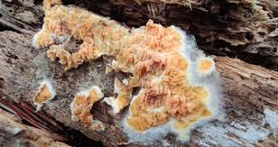 Attēlu rezultāti vaicājumam “Leucogyrophana sororia”