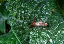 Attēlu rezultāti vaicājumam “Tetragnatha montana”