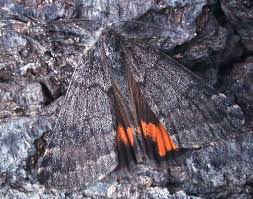 Attēlu rezultāti vaicājumam “Boudinotiana notha”