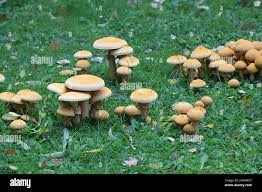 Attēlu rezultāti vaicājumam “Phaeolepiota aurea”